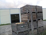 Maçãs em um cesto numa cooperativa agrícola em Urubici, Santa Catarina
