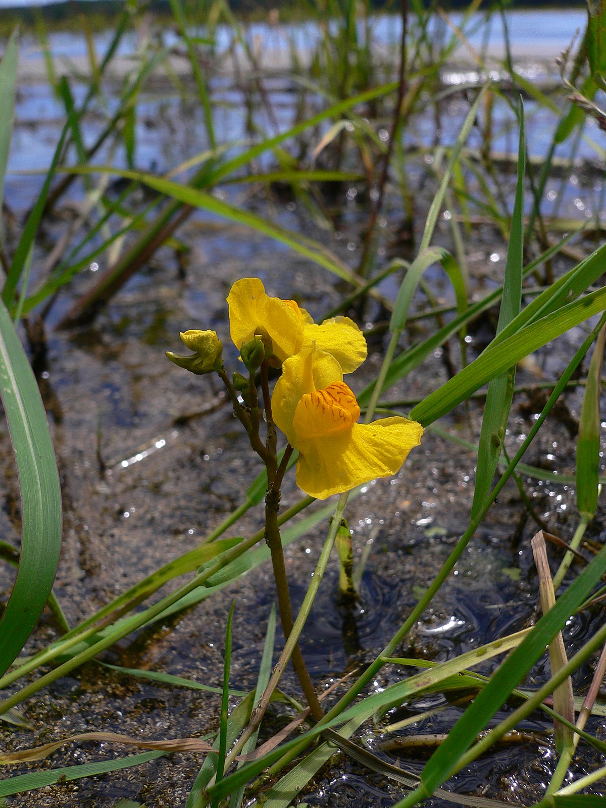 Пузырчатка (Utricularia)