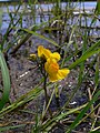 Loos blaasjeskruid (Utricularia australis)