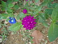 Vadarmalli Flower