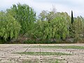 Champ de vignes mères à Sarrians