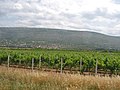 Viñas na estrada cara a Dubrovnik.