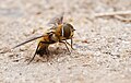 Hottentot bee fly (Villa hottentotta) à Pen-er-Malo.
