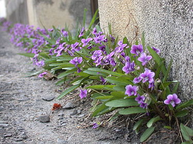 Viola mandshurica roadside.JPG