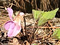 2020年5月6日 (水) 08:33時点における版のサムネイル