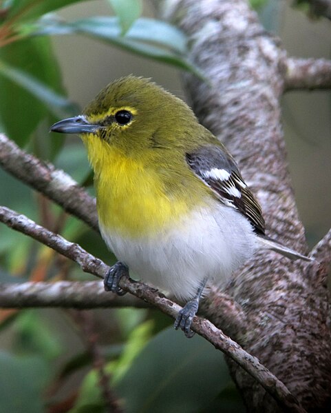 File:Vireo flavifrons Verderón cariamarillo Yellow-throated Vireo (8303141399).jpg