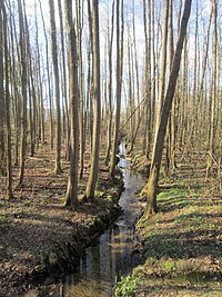 Visbeker Bruchbach