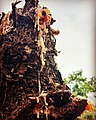 Viscous resin from Araucaria columnaris.jpg