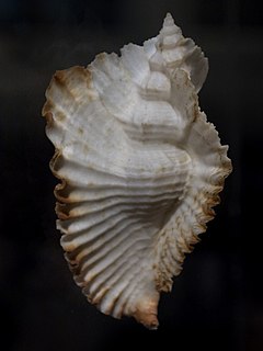 <i>Timbellus bednalli</i> Species of gastropod