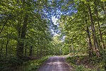 Waldweg am Kraiberg.jpg