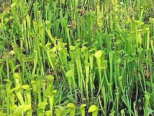 Watson Rare Native Plant Preserve, Warren, Texas (cropped).jpg