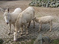 Białe osły w zoo w Stralsundzie.jpg