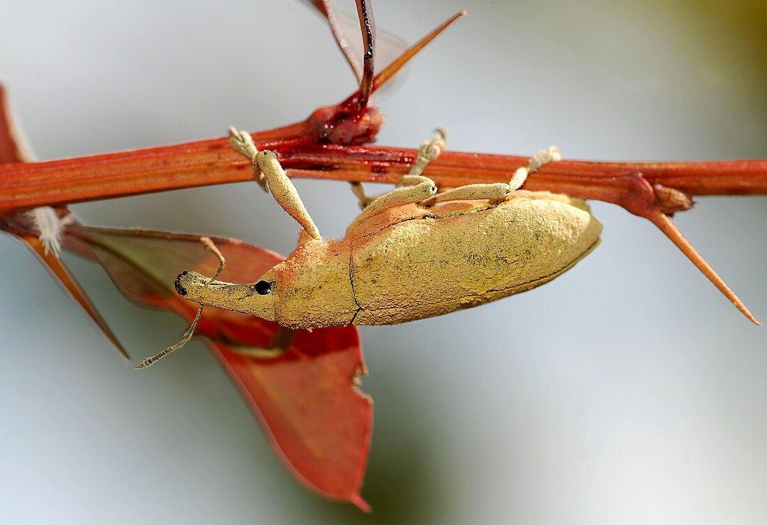 Curculionoidea