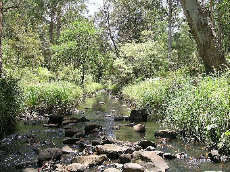 File:Werrikimbe NP.jpg