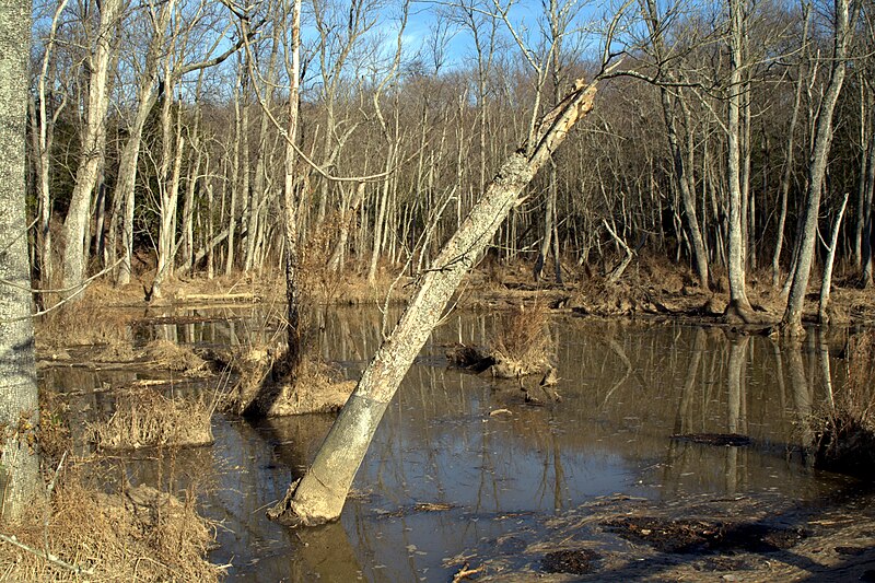 File:Wetlands in Mason Neck State Park VA.jpg