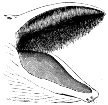 Disegno della bocca di una balena. Notare i fanoni che si estendono dalla mascella alla mandibola.