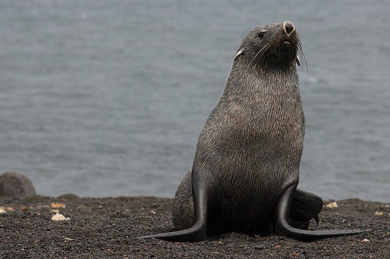 File:Whalers Bay Deception Island Antarctica Fur Seal 7 10 (47284691182).jpg