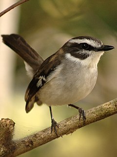 <i>Poecilodryas</i> genus of birds