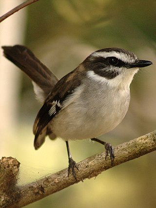 <span class="mw-page-title-main">White-browed robin</span> Species of bird