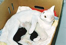 Kittens nursing White Cat Nursing Four Kittens HQ.jpg