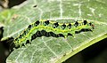 * Nomination Xanthodes transversa caterpillar in a lady's fingers plant leaf. Photographed near Kanjirappally. --Praveenp 14:42, 2 November 2019 (UTC) * Decline  Oppose Insufficient quality. Nice image, but head is out of focus. --Tournasol7 15:04, 2 November 2019 (UTC)