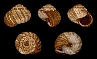 <i>Xeromunda</i> Genus of gastropods