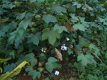 Cotton growing in Yangxin County, Hubei Yangxin-County-cotton-field-0049.jpg