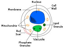 Diagram showing a yeast cell Yeast cell english.svg