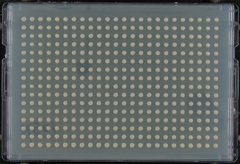 File:Yeast colonies array 384 format.jpg