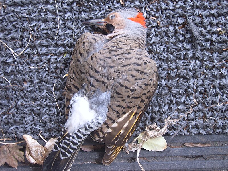 File:Yellow-Shafted Northern Flicker.JPG