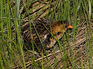 Yellow Rail.jpg