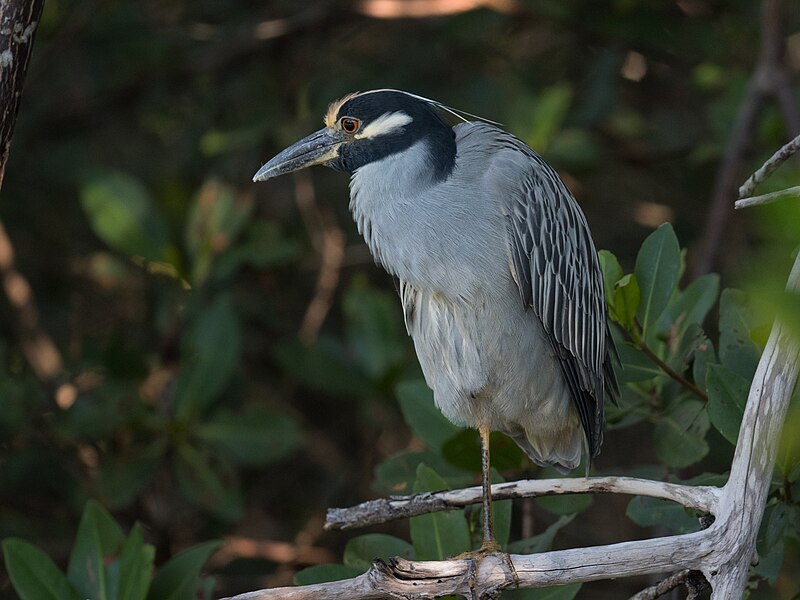 File:Yellow crowned night heron (31021241214).jpg