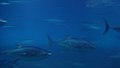Yellowfin tunas in National Museum of Marine Biology and Aquarium.jpg