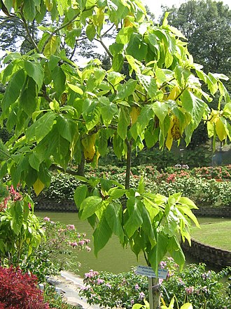 Pisonia grandis growing in an urban park in Malaysia. YosriMengkuduSiam.jpg