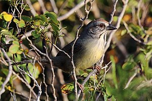 A Zapata sparrow