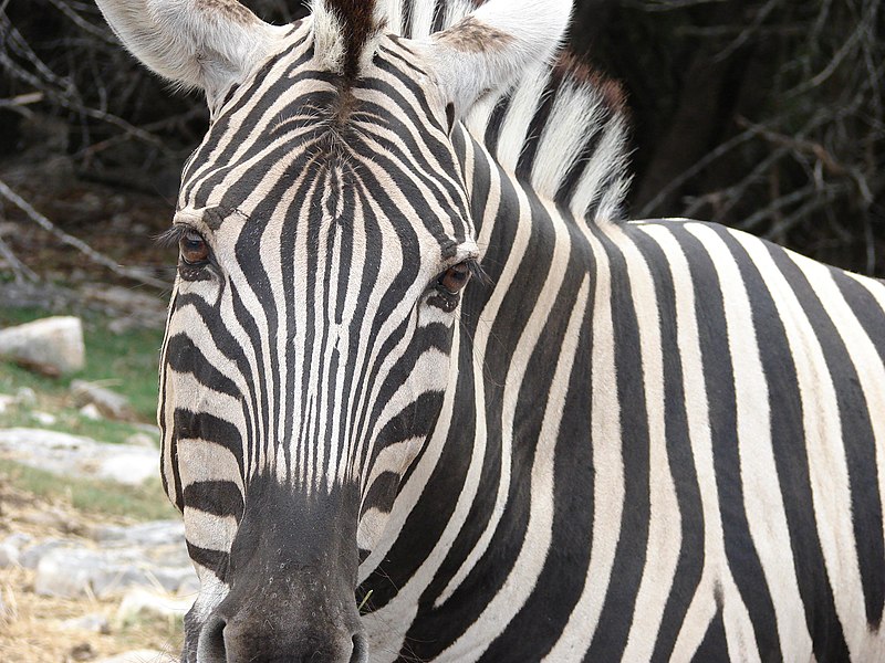 File:Zebra 2.jpg