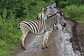 * Nomination Plains zebra (Equus quagga) in Hluhluwe–Imfolozi Park, South Africa --Bgag 00:14, 13 October 2018 (UTC) * Promotion  Support Good quality. --Trougnouf 00:42, 13 October 2018 (UTC)