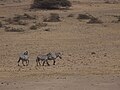 Zebras Ngorongoro 02.JPG