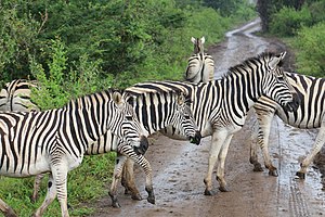 Zebras in Hluhluwe–Imfolozi Park.jpg