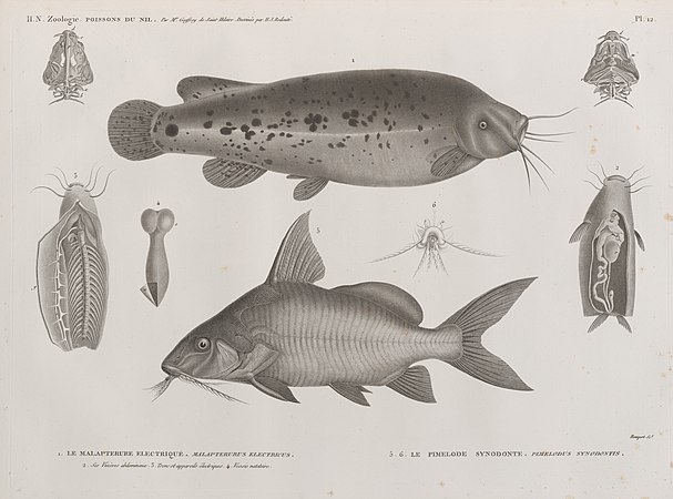 1. Le Malapterure electrique (Malapterurus electricus); 2. ses viscères abdominaux, 3. tronc et appareils, 4. vessi natatoire; 5.6. Le Pimelode synodonte