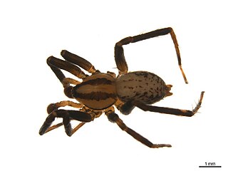 <i>Zora hespera</i> Species of spider