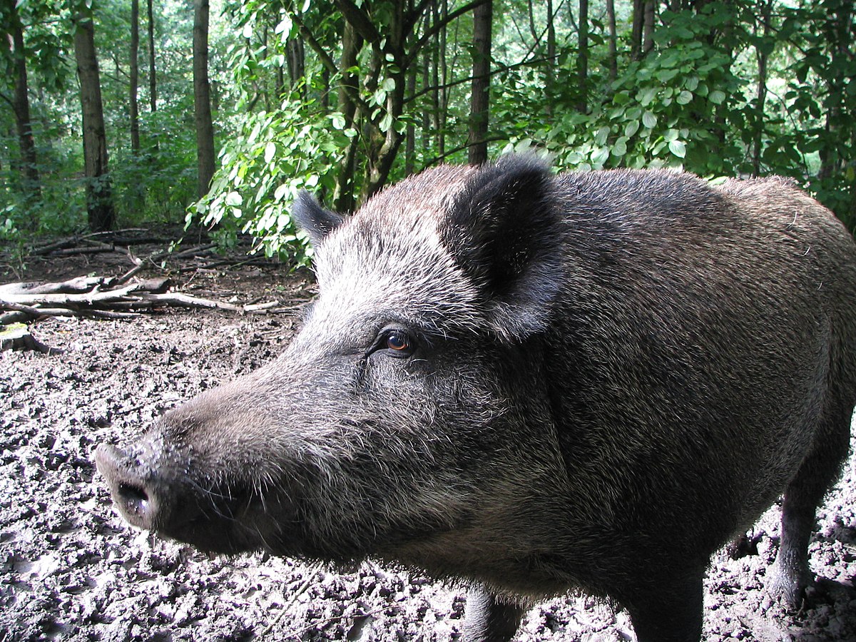 Définition  Sanglier - Sus scrofa