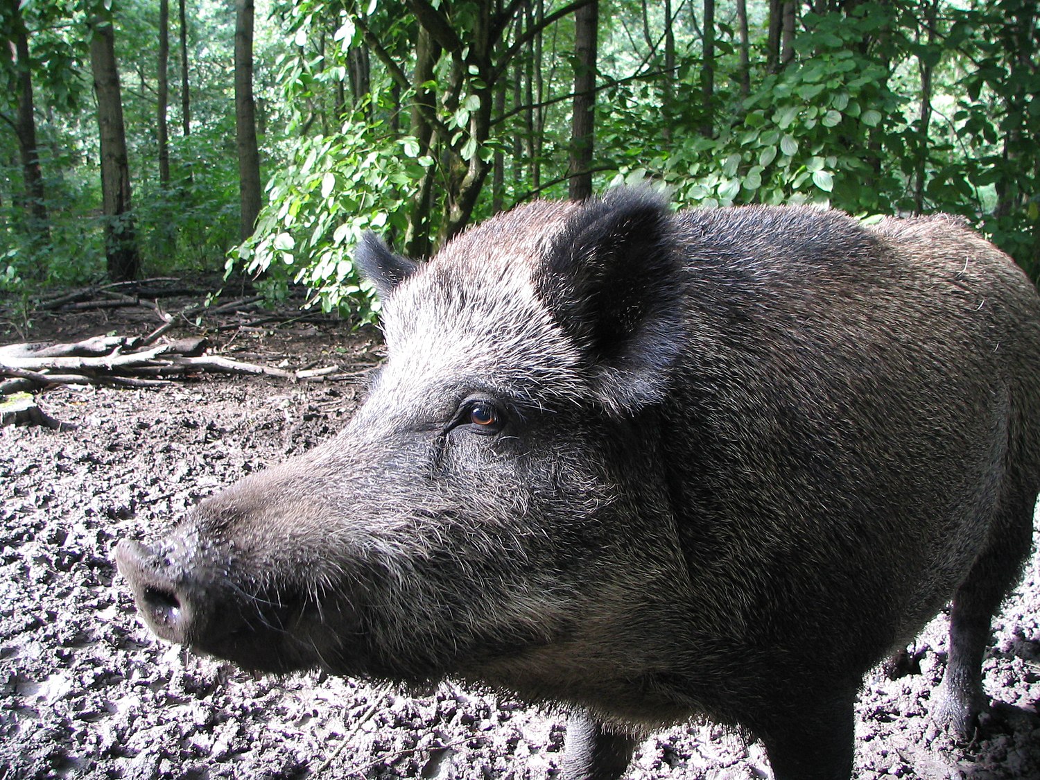 Sanglier des Visayas — Wikipédia