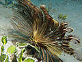 Vista lateral de Z. microdiscus mostrando braquiales y cirri, a 18 m de profundidad, en Watson Bay, isla Lizard, Australia