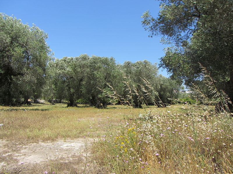 File:" 12 - ITALY - Ulivo ( Olea europaea) e grano wheat nel Salento (ITALIA) popop.JPG