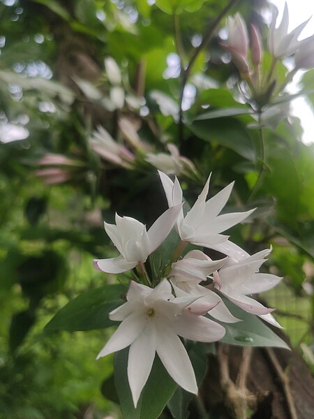 File:'Akhoi phool' or Gold Coast Jasmine or Jasminum dichotomum.jpg