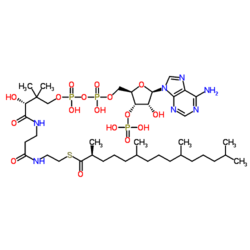 (2S) -Pristanoyyli-CoA.png