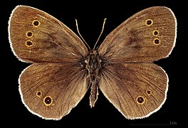 Aphantopus hyperantus – mounted specimen - male dorsal