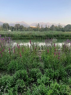 Almaty Botanical Garden