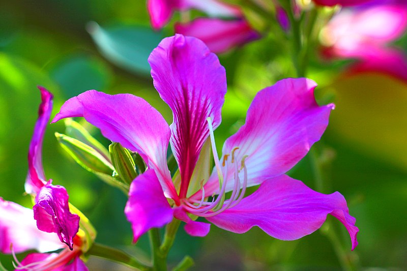 File:ชงโค Bauhinia purpurea Linn (1).jpg